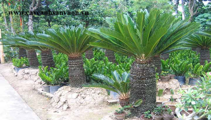 cây thiên tuế