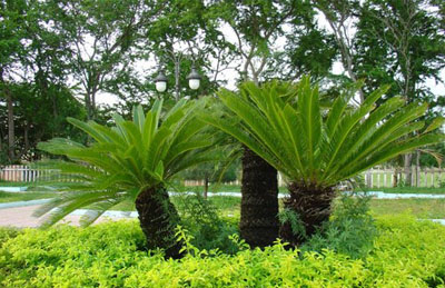 Cây thiên tuế