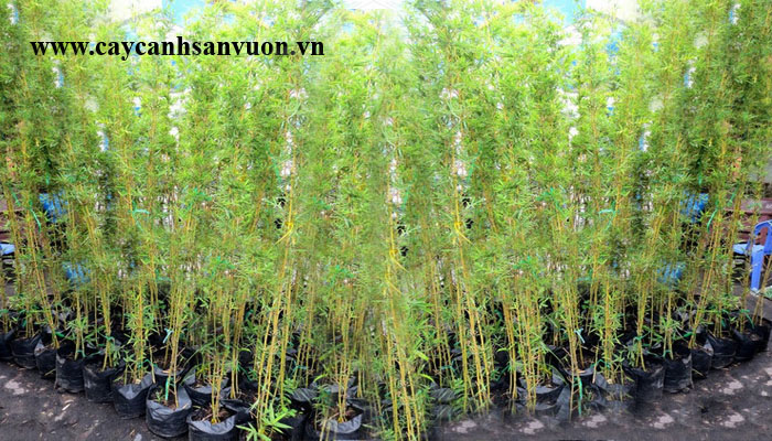 cây trúc quân tử