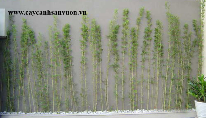 cây trúc quân tử
