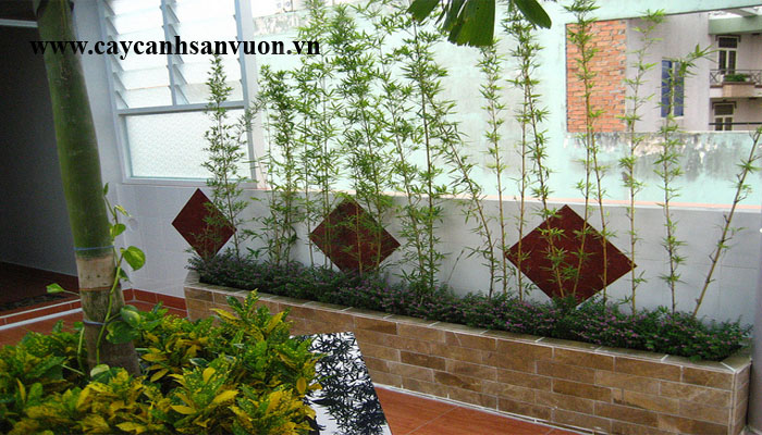 cây trúc quân tử