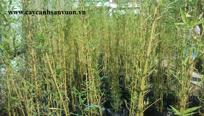 cây trúc quân tử