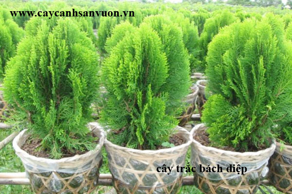 cây trắc bách diệp