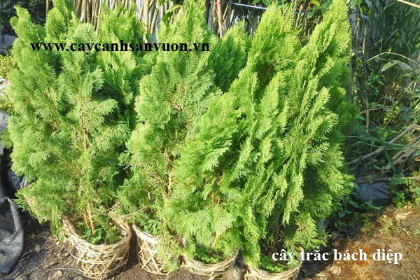 cây trắc bách diệp