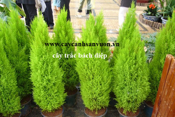 cây trắc bách diệp