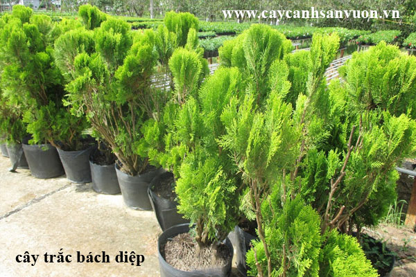 cây trắc bách diệp