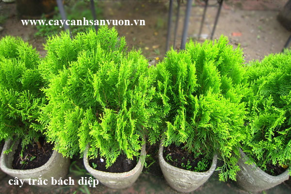 trắc bách diệp