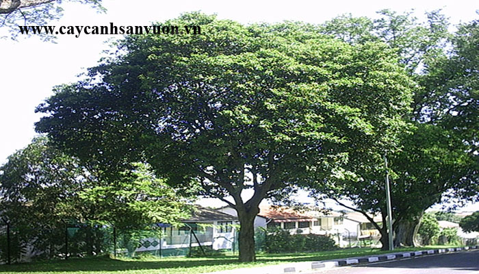 cây viết