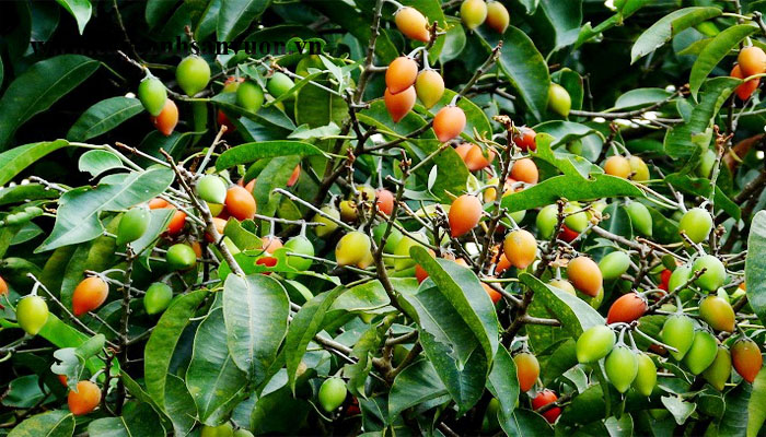 cây viết