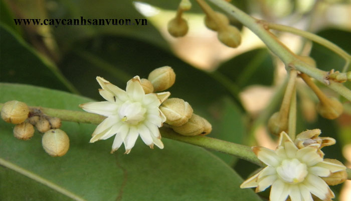 cây viết