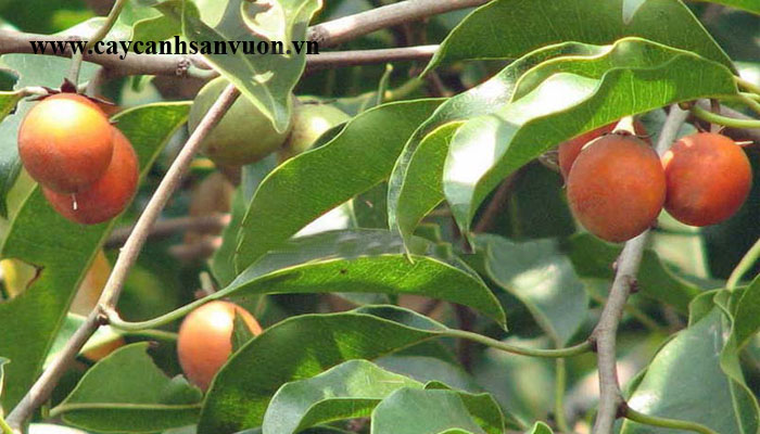 cây viết