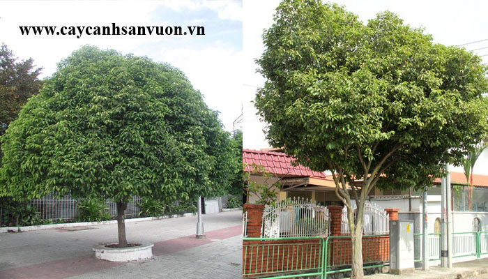 cây viết