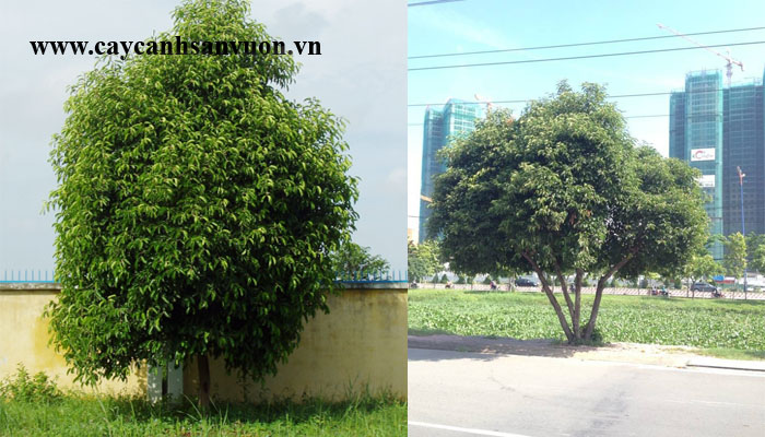 cây viết