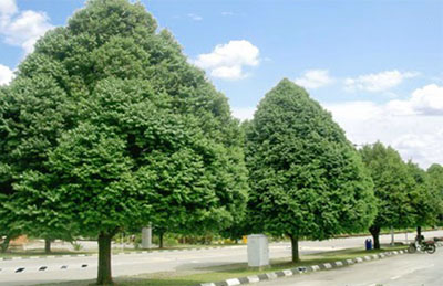 Cây viết