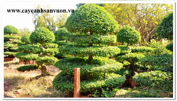 cây sanh tầng