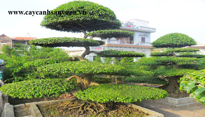 cây sanh tầng