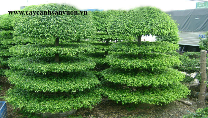 cây sanh tầng