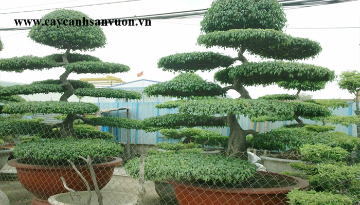 cây sanh tầng