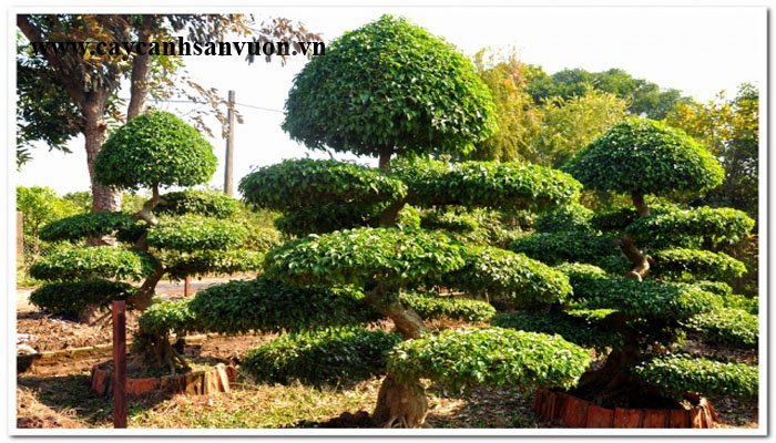 cây sanh tầng
