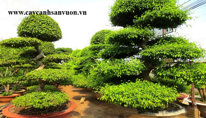 cây sanh tầng