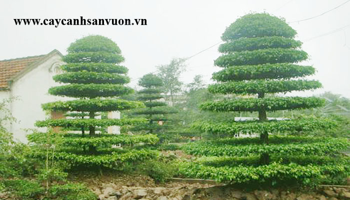 cây sanh tầng
