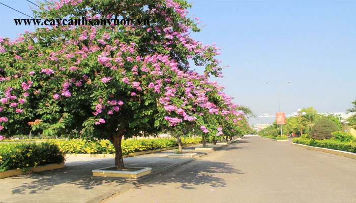 cây bằng lăng