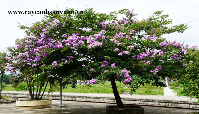 cây bằng lăng