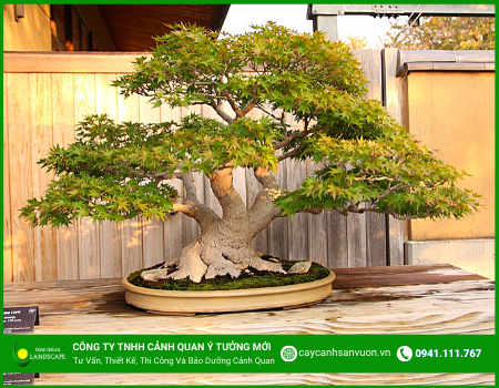 CÁC LOẠI CÂY CẢNH SÂN VƯỜN ĐẸP PHÙ HỢP ĐỂ TRANG TRÍ