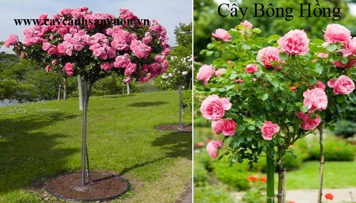 cây bông hồng