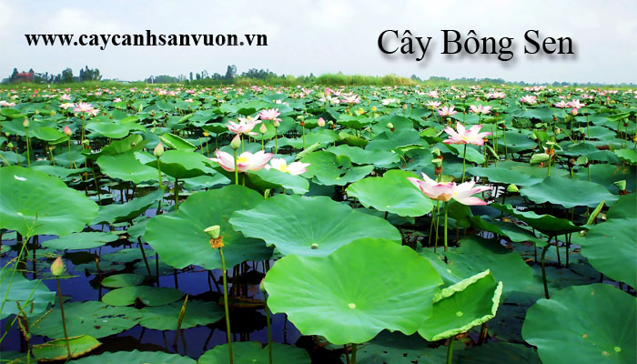 cây hoa sen