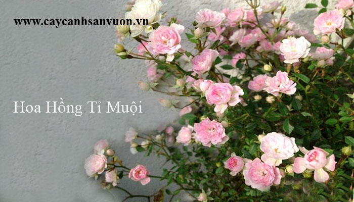 cây hoa hồng tiểu muội