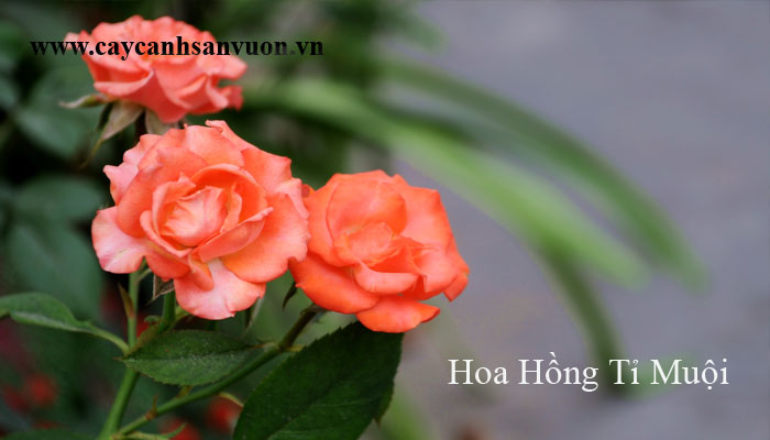 cây hồng tỉ muội