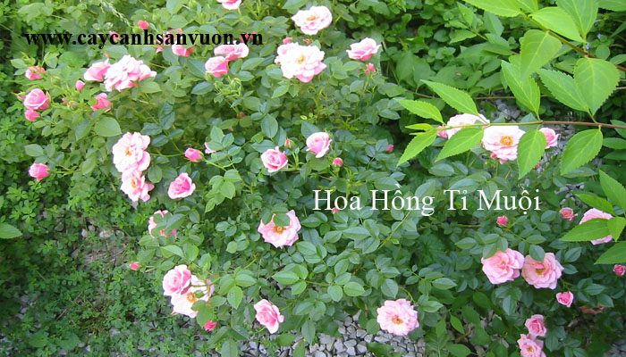 hoa hồng tỉ muopoij