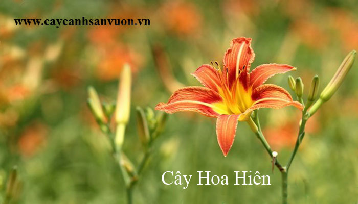cây hoa hiên