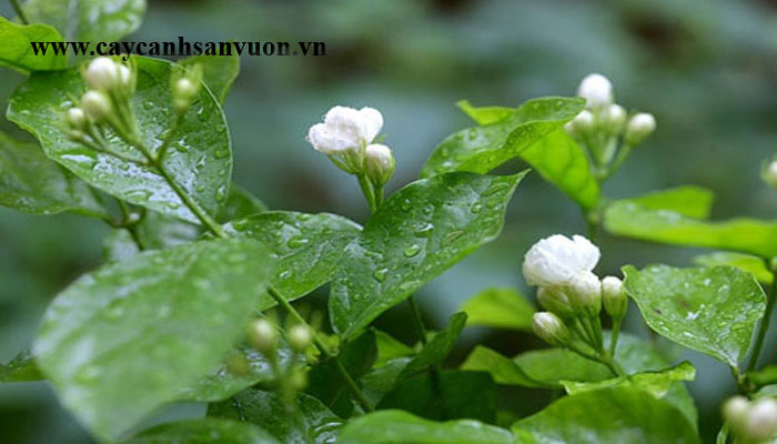 cây hoa nhài