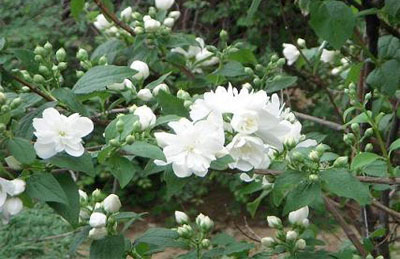 Cây hoa lài