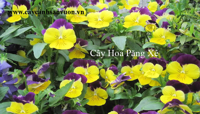 cây hoa păng xê