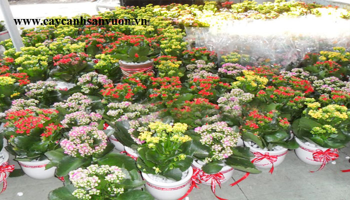 cây hoa sống đời