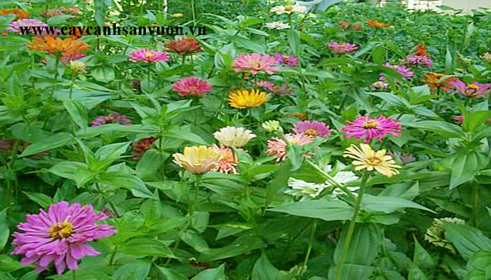 hoa zinnia