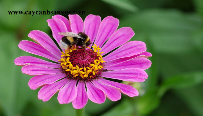 hoa zinnia