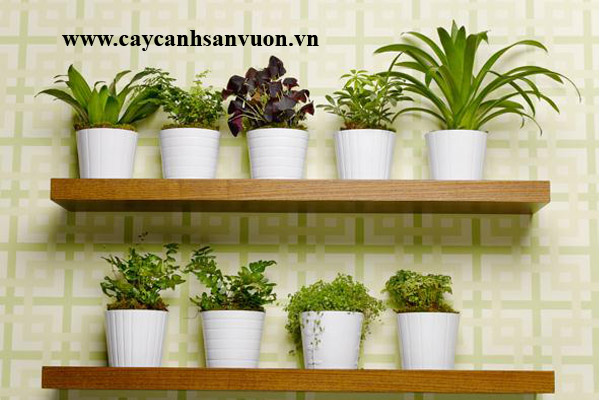 cây xanh nội thất