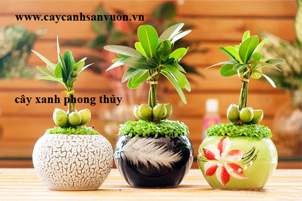 cây xanh phong thủy