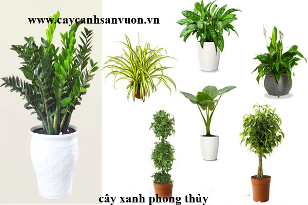 cây cản phong thủy