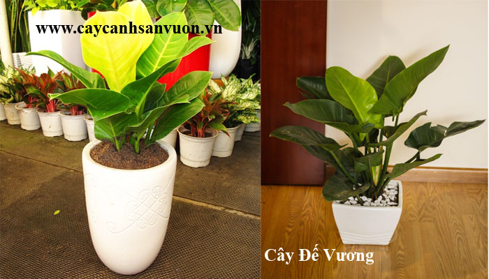 cây đế vương