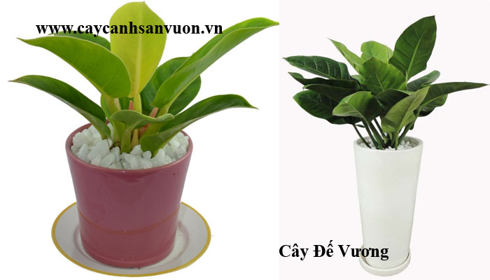 cây đế vương