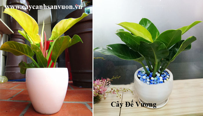 cây trầu bà đế vương