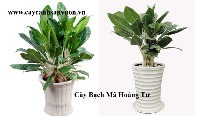 bạch mã hoàng tử