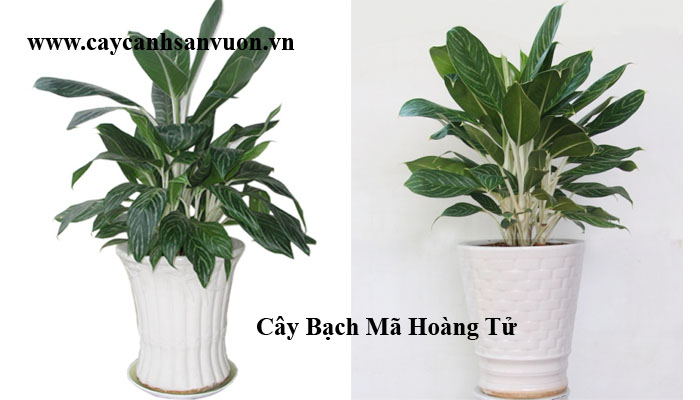 cây bạch mã hoàng tử