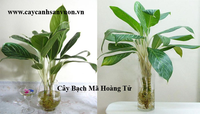 cây bạch  mã thủy sinh