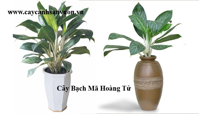 bạch mã hoàng tử